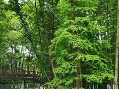 -桤木河湿地公园