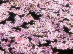 -香雪海