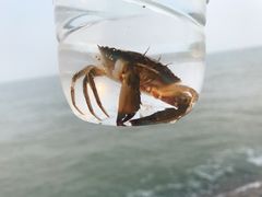 -日照灯塔风景区