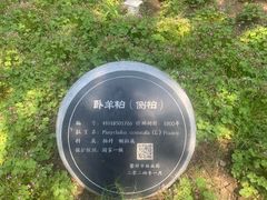 -中岳庙
