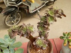 -龙大花卉苗木市场