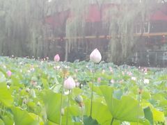 -莲湖公园