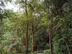 -火炉山森林公园