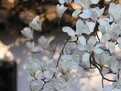 -清晏园