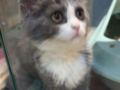 -BABIT巴比特宠物(MOMOPARK店)