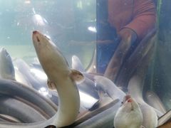 -本炙炭烤·蒲烧活鳗料理店(金沙洲店)