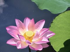 -荔湾湖公园