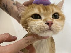 -momokira米努特·德文卷毛猫·棉花面纱犬