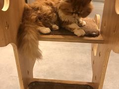 -飞行喵MR PILOT|猫舍·猫咖(静安大融城店)