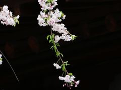 -西安青龙寺遗址景区