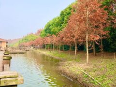 -上海海湾国家森林公园