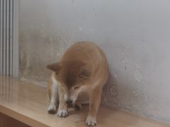 -是阿柴呀！柴犬咖啡·爱喵喵猫咖