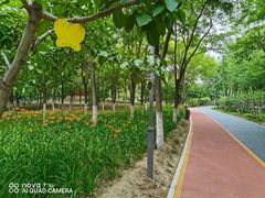 -大兴滨河森林公园