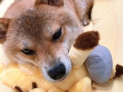 -逗柴咖啡屋·狗咖猫咖宠物桌游