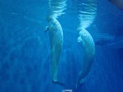 -芜湖新华联大白鲸海洋公园