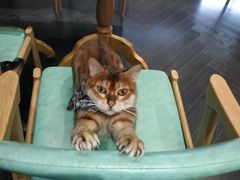 -猫色咖啡·猫咖