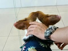 -怪兽屋·羊驼·猫咖·狗咖(俊华广场店)