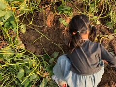 -前小桔亲子创意农场·草莓采摘·露营烧烤