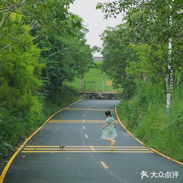 马峦北路.深圳又一条小众的日系片公路！