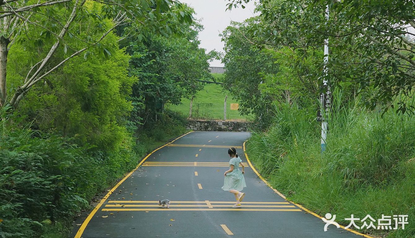 马峦北路.深圳又一条小众的日系片公路！