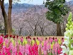 -天适樱花悠乐园