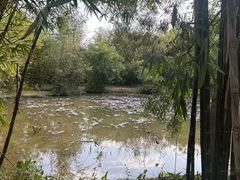 -大屏嶂森林公园