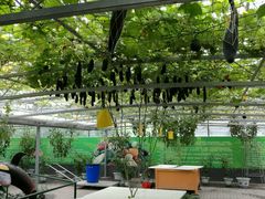 -兰陵国家农业公园