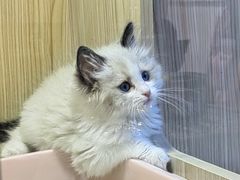 -屋虎猫馆(宝安大仟里店)