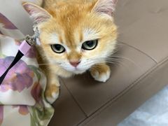 -半岛宠物医院24小时·内窥镜·牙科·碎石中心(府城大道店)