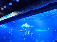 -烟台海昌鲸鲨海洋公园