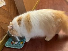 -MOCHA明星猫咖(田子坊店)