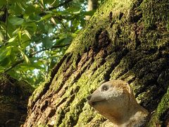 -潜山国家森林公园