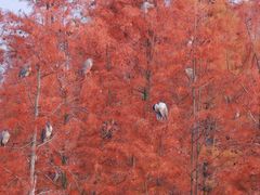 -白鹭湾湿地公园