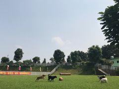 -良成狗狗乐园