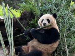 -都江堰中华大熊猫苑