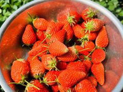 -莱阳濯村樱花园