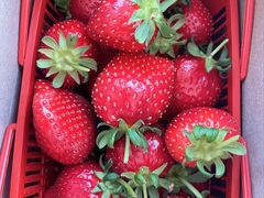 -甜心庄园·甜心草莓采摘园(西青中北店)