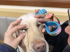 -美联众合动物医院·24h转诊中心