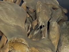 -上海海洋大学鱼文化博物馆(军工路校区)