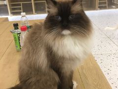 -猫域·湾主题猫咖·宠物吧(南坪城市广场店)