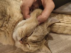 -飞行喵MR PILOT|猫舍·猫咖(静安大融城店)