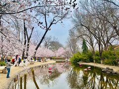 -桃花堤公园