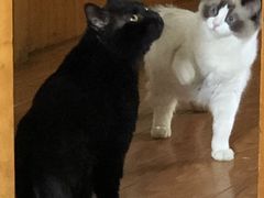 -糯米喵星人总部直营旗舰店·猫舍·幼猫出售