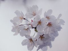 -高东镇樱花园