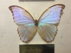 -上海昆虫博物馆