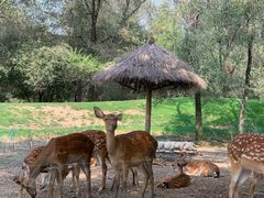 -北京野生动物园