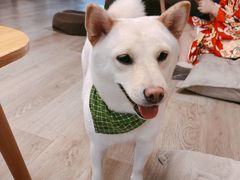 -柴迷FANS CLUB·柴犬狗咖·猫咖