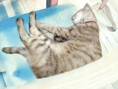 -猫的天空之城概念书店(苏州平江店)