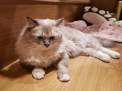 -滚猫咖啡·猫咖·猫友好撸猫(未来城店)