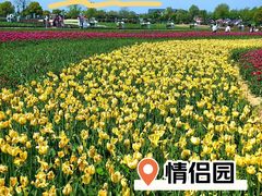 -荷兰花海